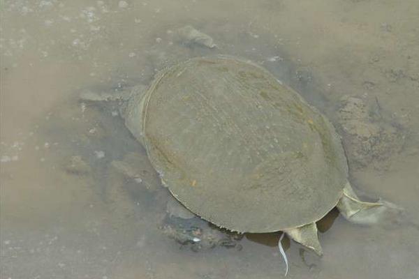 農村養殖什么不愁銷路