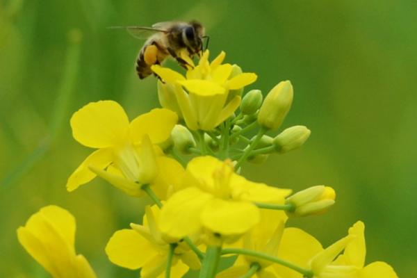 農村養殖什么不愁銷路