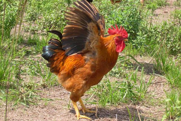 農村養殖什么不愁銷路