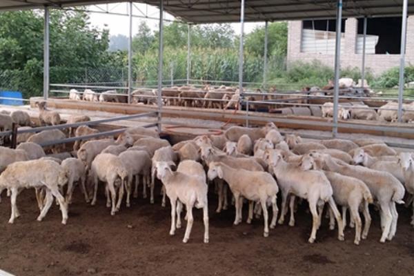 農村養殖什么不愁銷路