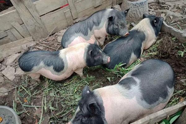 農村養殖什么不愁銷路