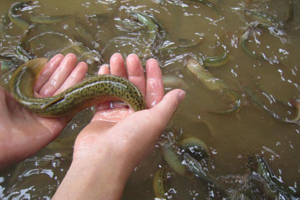 農村養殖什么不愁銷路