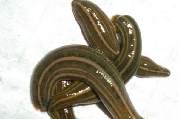 農村養殖什么不愁銷路