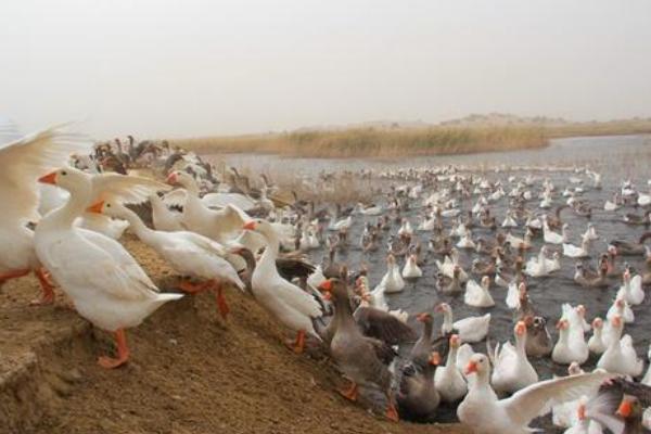 農村養殖什么不愁銷路