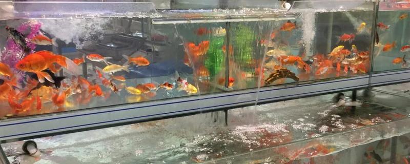 為什么養七條鯉魚