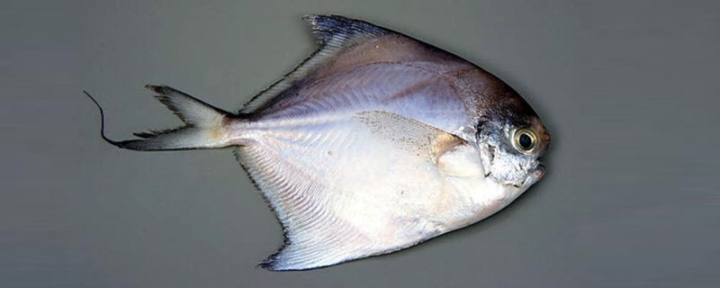 白鯧魚價(jià)格多少錢