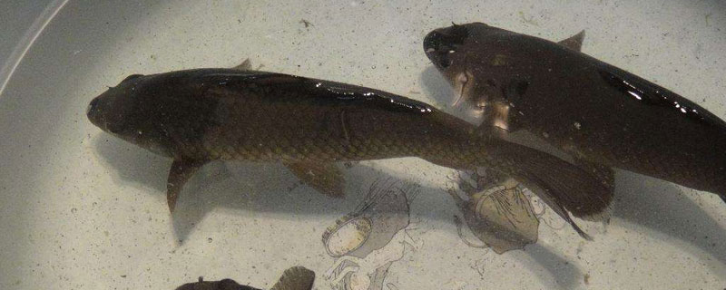 養鯽魚喂什么長的快