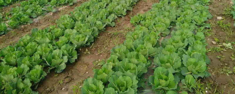 娃娃菜怎么種（幾月種） 娃娃菜的種植技術與注意事項