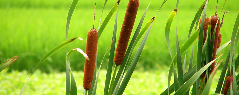 寬葉香蒲是象牙菜嗎 寬葉香蒲和象牙菜的區(qū)別是什么