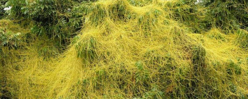 菟絲子種的太密了怎么辦 菟絲子畝產量有多少