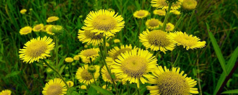 旋覆花與野菊花的區別是什么 旋覆花是不是野菊花