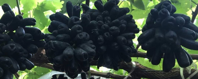 藍寶石葡萄市場價格多少錢一斤 藍寶石葡萄苗多少錢一棵
