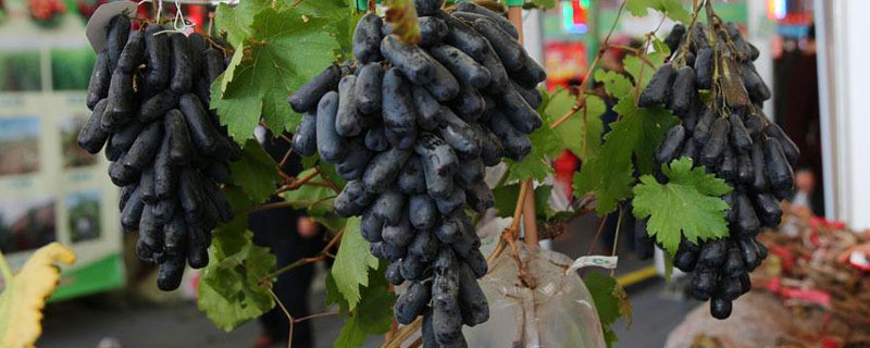 藍寶石葡萄優缺點是什么 藍寶石葡萄品種介紹