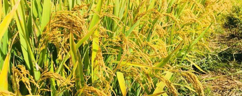 懶人稻種子市場價(jià)格多少錢一斤 懶人稻種子哪里有賣的