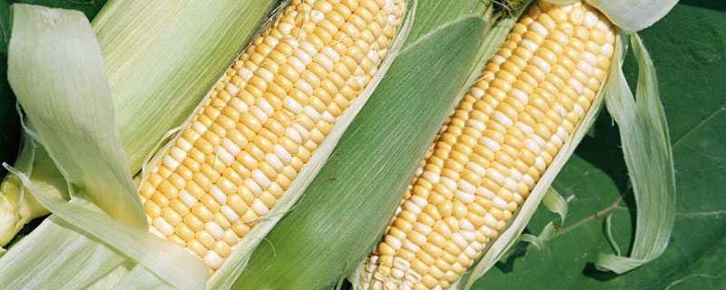 新鮮的玉米棒怎么保存 玉米棒可以做什么