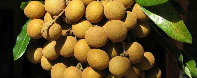 四季蜜龍眼市場價格多少錢一斤 四季蜜龍眼好吃嗎