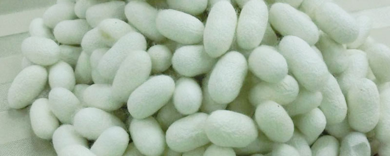 蠶繭市場價格多少錢一斤 一斤蠶繭可以抽多少絲