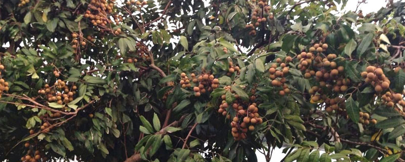 四季蜜龍眼種植方法 四季蜜龍眼種植條件