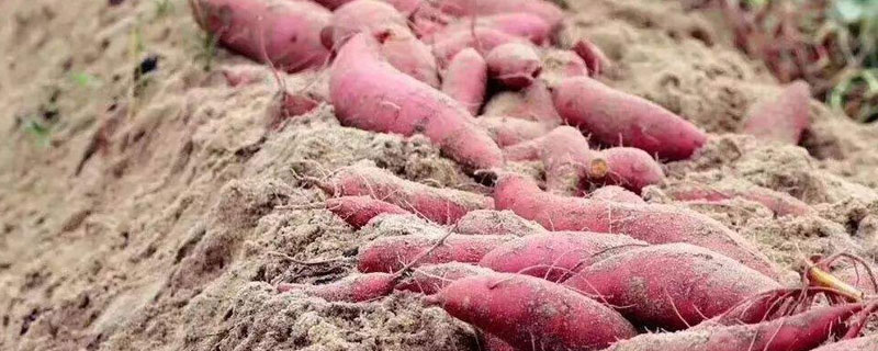 蜜薯什么時候種植 北方能種植蜜薯嗎