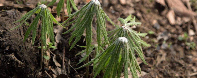 兔兒傘市場價格多少錢一斤 兔兒傘的產(chǎn)地在哪里