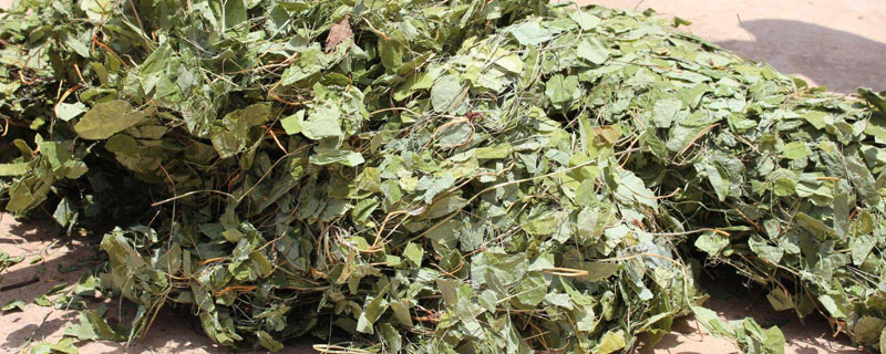 淫羊藿市場價格多少錢一斤 淫羊藿產(chǎn)地在哪里