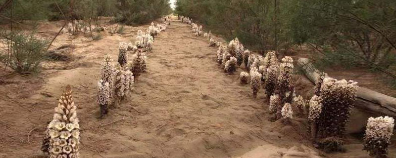 肉蓯蓉種植成本及利潤分析 肉蓯蓉產(chǎn)地在什么地方