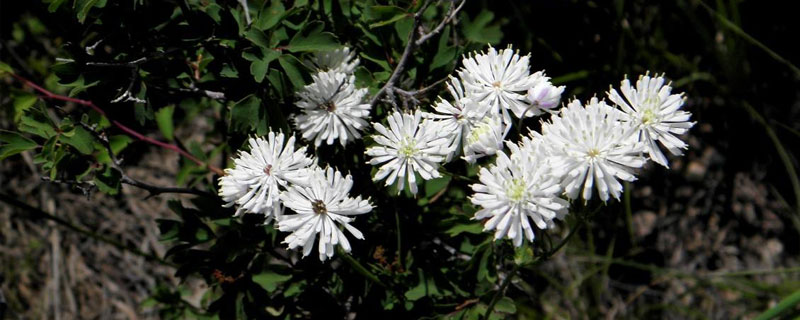 唐松草的栽培技術 唐松草的應用價值