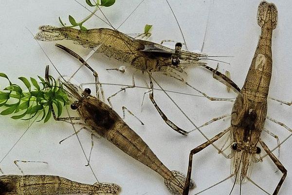 河蝦養(yǎng)殖需要什么條件