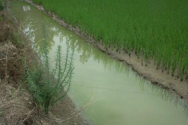 河蝦養(yǎng)殖需要什么條件