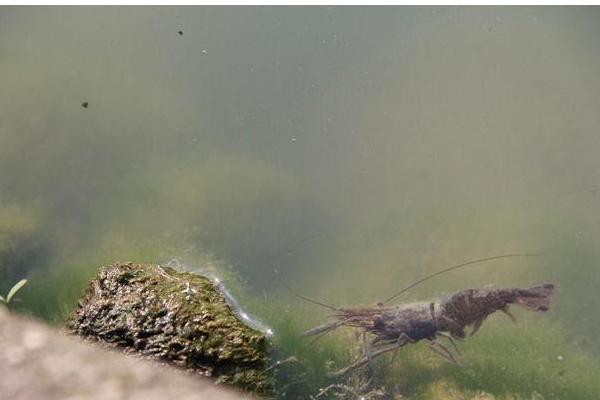 河蝦養(yǎng)殖需要什么條件