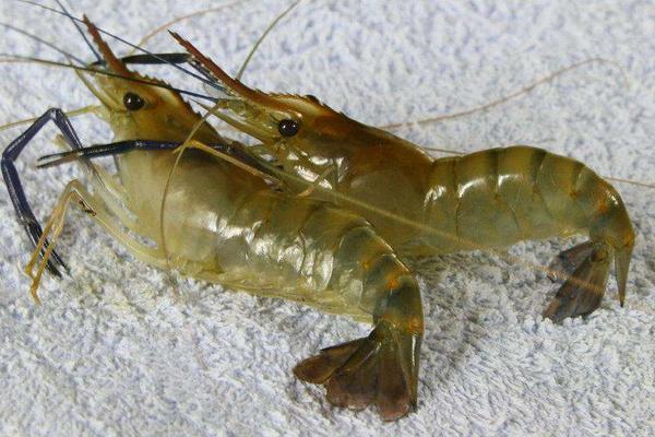 河蝦養(yǎng)殖需要什么條件