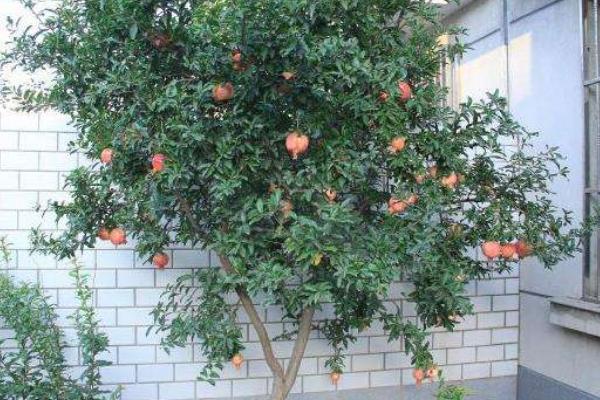 種石榴樹(shù)風(fēng)水好嗎