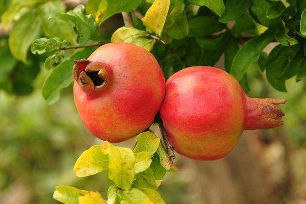 種石榴樹(shù)風(fēng)水好嗎