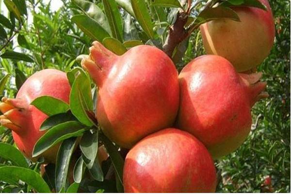 種石榴樹(shù)風(fēng)水好嗎