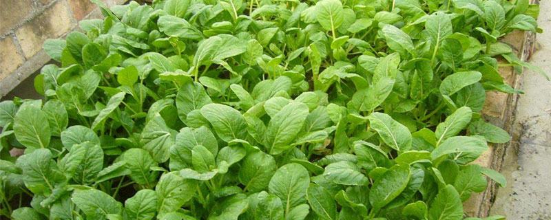 菜心怎么種（好種嗎） 菜心的種植方法和時間