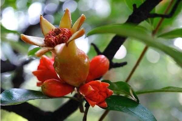 種石榴哪個品種好