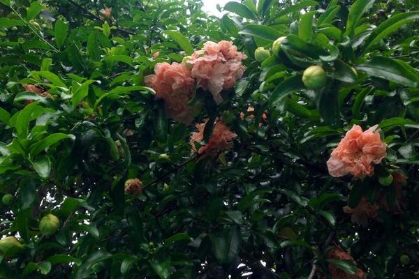 種石榴哪個品種好