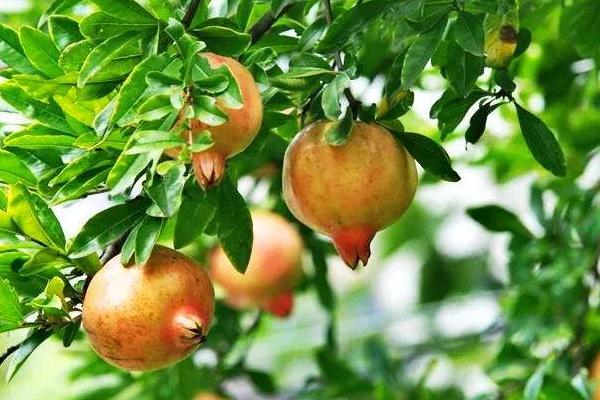 種石榴哪個品種好