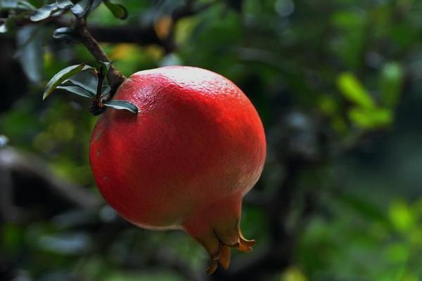 種石榴哪個品種好