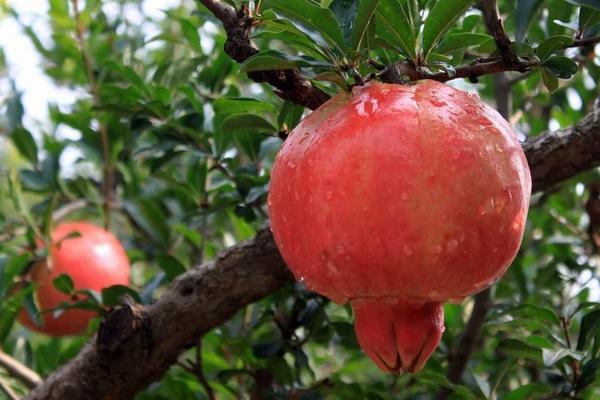 種石榴哪個品種好