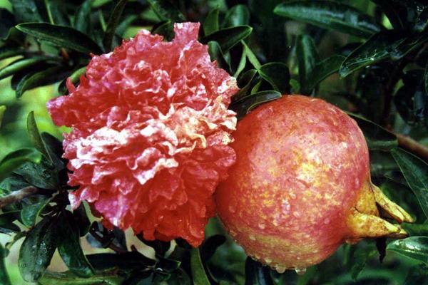 種石榴哪個品種好