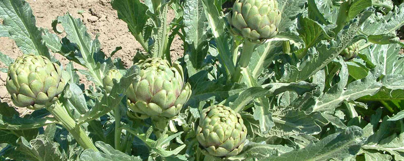 朝鮮薊在中國(guó)叫什么 朝鮮薊是什么味道