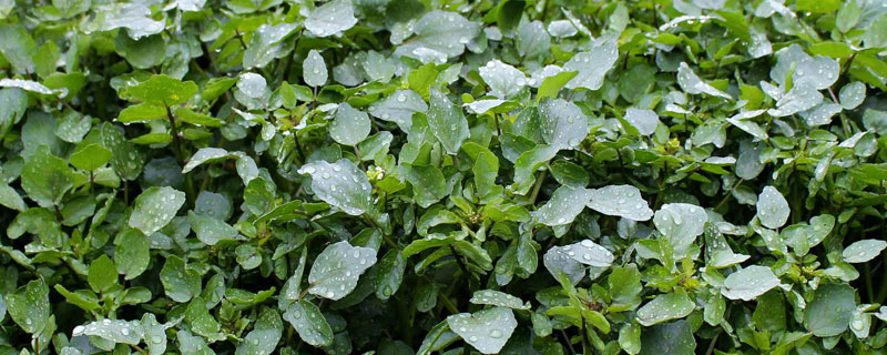 豆瓣菜是什么菜 豆瓣菜是水芹菜嗎 豆瓣菜是西洋菜嗎