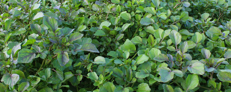 豆瓣菜種植時間 豆瓣菜種植技術(shù)