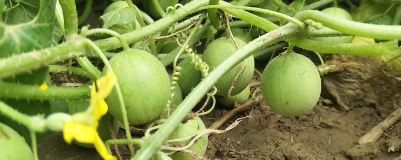 馬泡瓜市場價格多少錢一斤 馬泡瓜產(chǎn)地在哪里