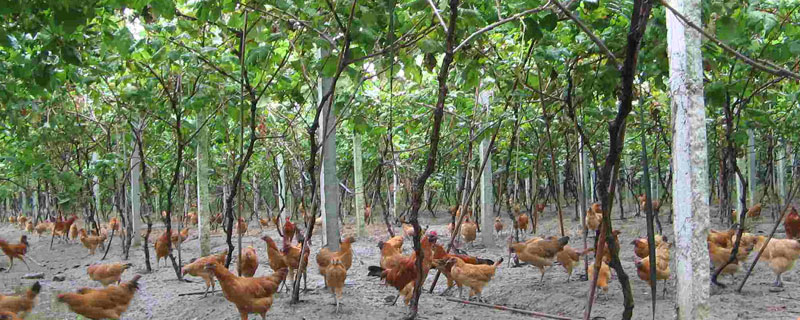 果園養殖什么最賺錢 什么果樹適合養殖土雞