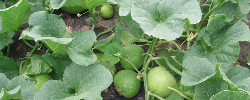 馬泡瓜能吃嗎 馬泡瓜怎么吃