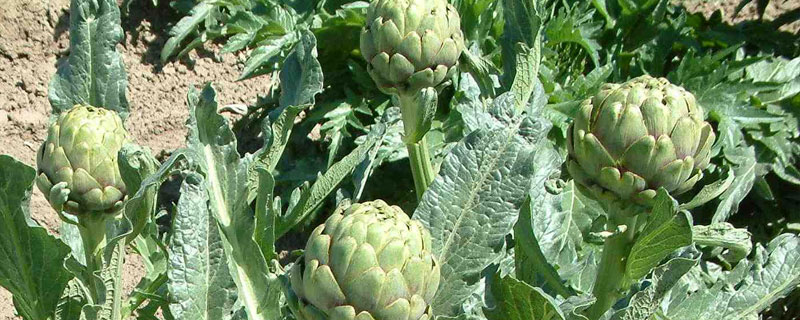 朝鮮薊怎么種 朝鮮薊能用花盆種嗎