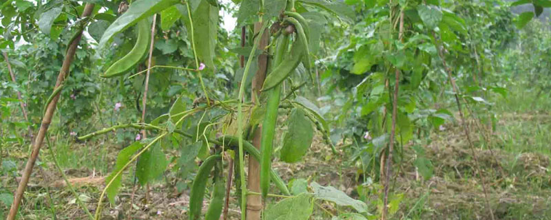 種刀豆賺錢嗎 刀豆市場前景分析