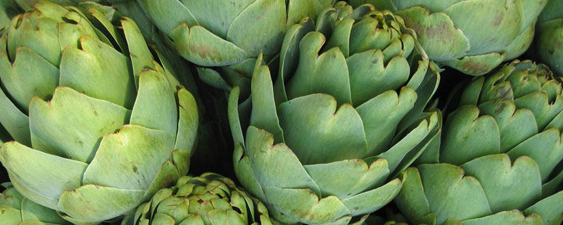 朝鮮薊市場(chǎng)價(jià)格多少錢一斤 朝鮮薊產(chǎn)地在哪里